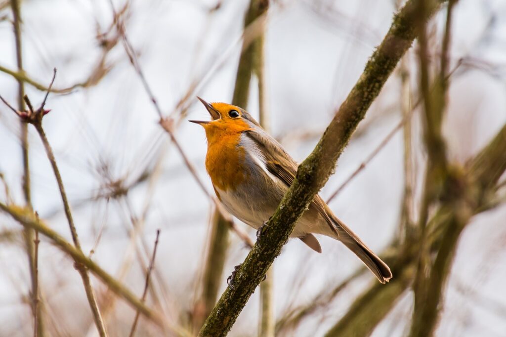An orange bird singing.