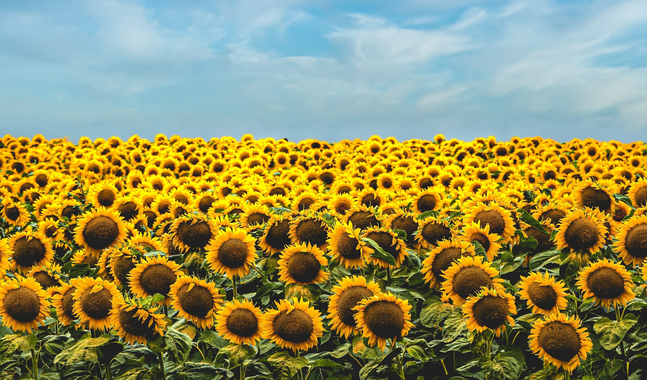 Ukraine sunflowers | Prichard Communications
