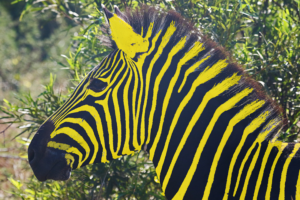 A zebra with yellow and black stripes.
